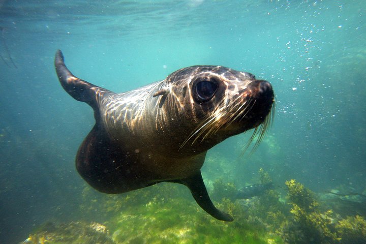 seal swiming tour